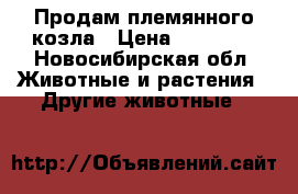 Продам племянного козла › Цена ­ 10 000 - Новосибирская обл. Животные и растения » Другие животные   